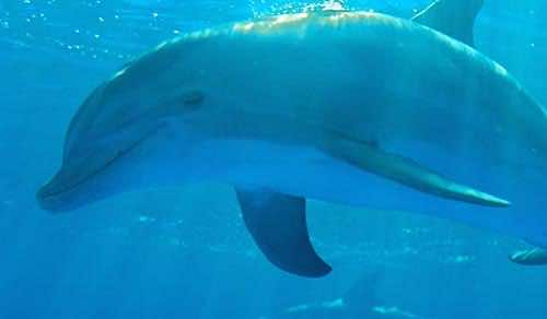 Delfin