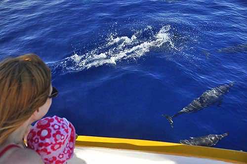 Dolphin Safari Delfini Maiorca