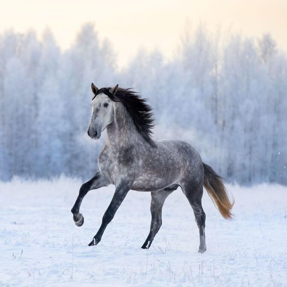 Andalusian horse