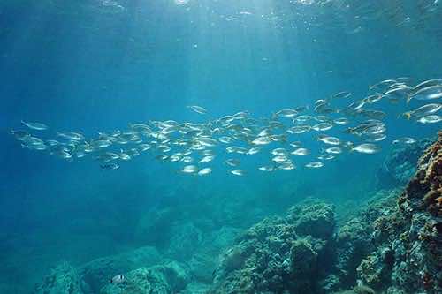 L'affascinante mondo sottomarino di Maiorca
