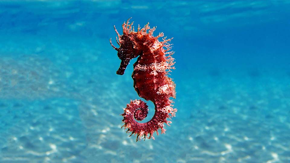 Seahorse in Mallorca