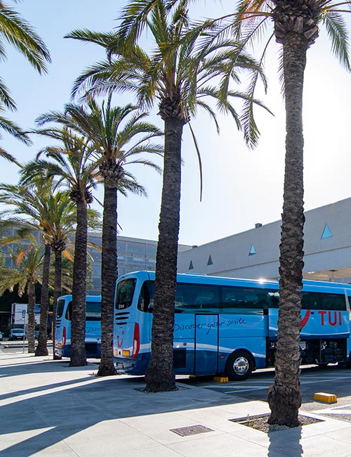 a bus parked next to some palm trees