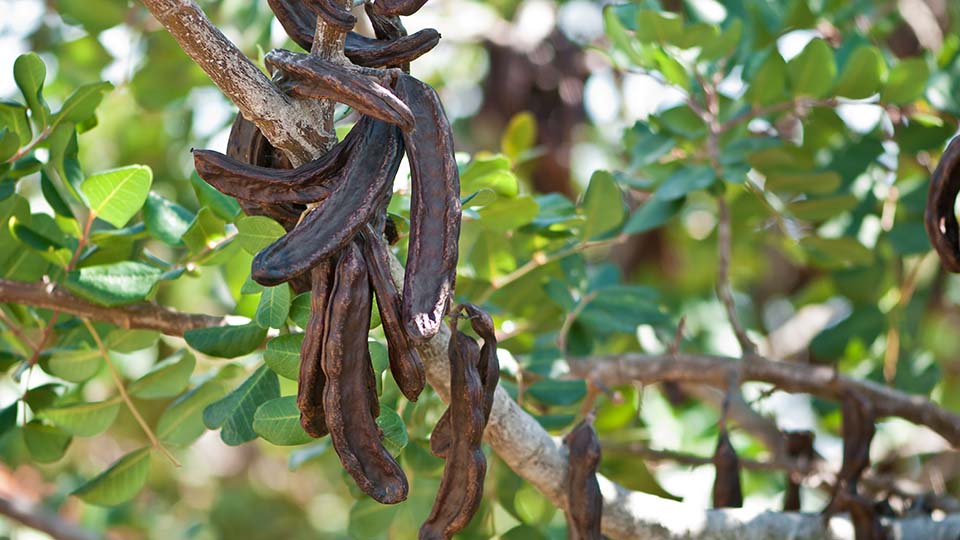 a close up of a plant
