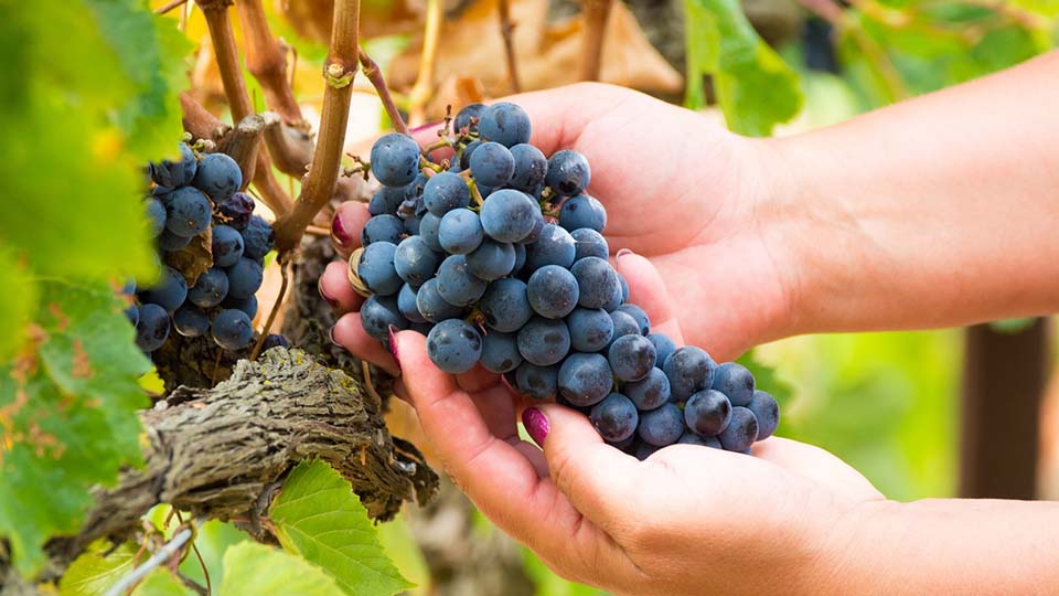 Ansicht von unravelling-southern-europe-red-wines