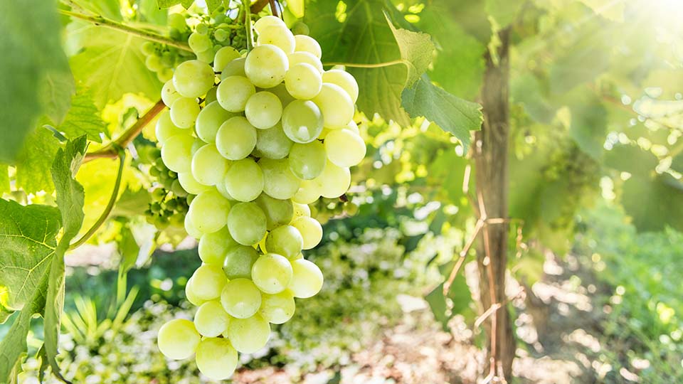 a bunch of grapes from a vine