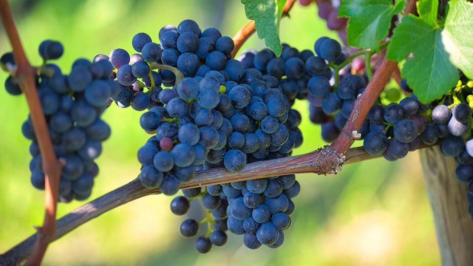 a bunch of blue berries on a tree