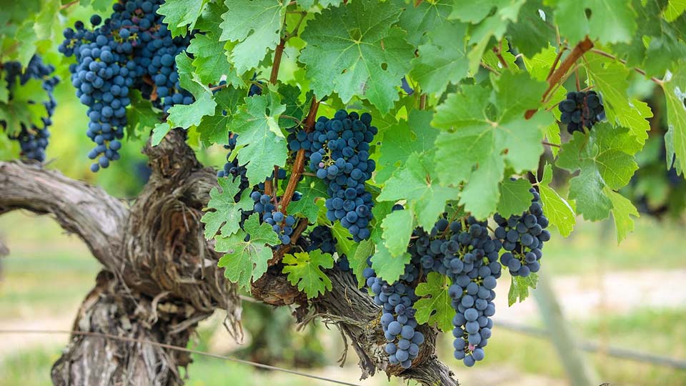 a bunch of blue grapes on a vine