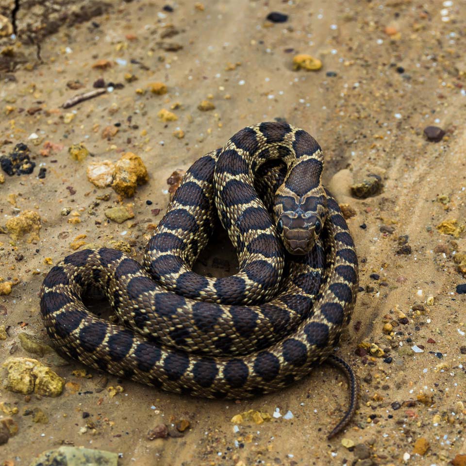 Horseshoe snakes in Mallorca