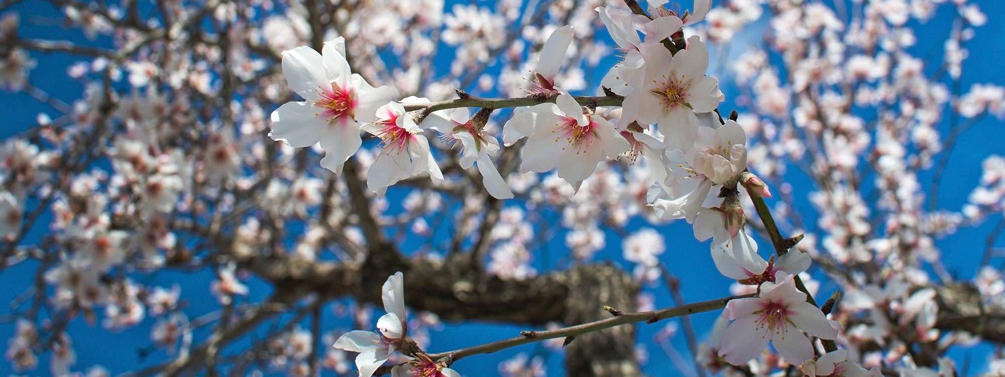 Almond blossom in Mallorca