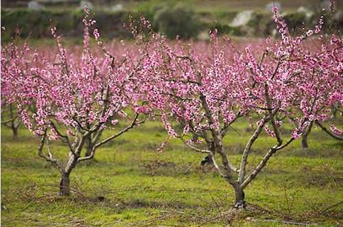 Blooming almond tree in Mallorca