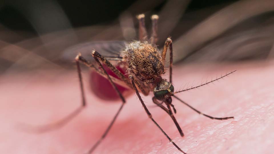  Plaga de mosquitos Mallorca