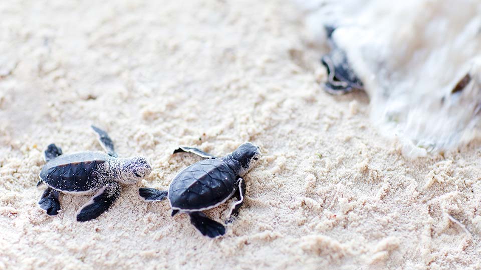Baby Schildkröten auf Mallorca