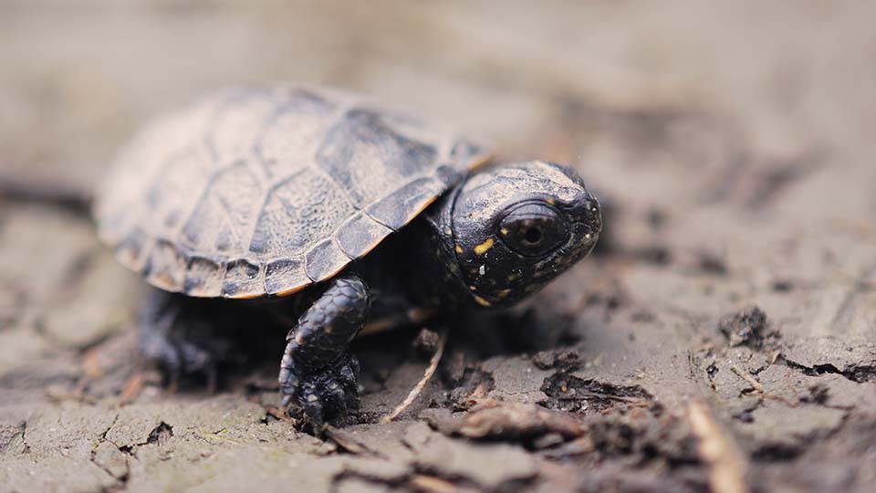 Baby Schildkröte