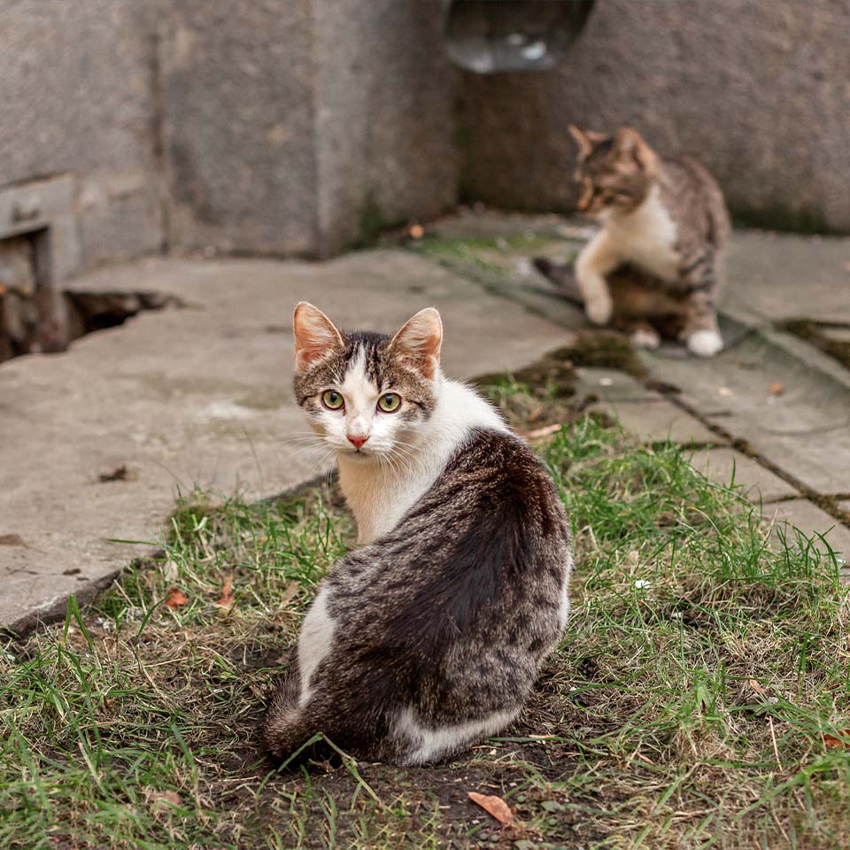 New Animal Welfare Law for Stray Cats
