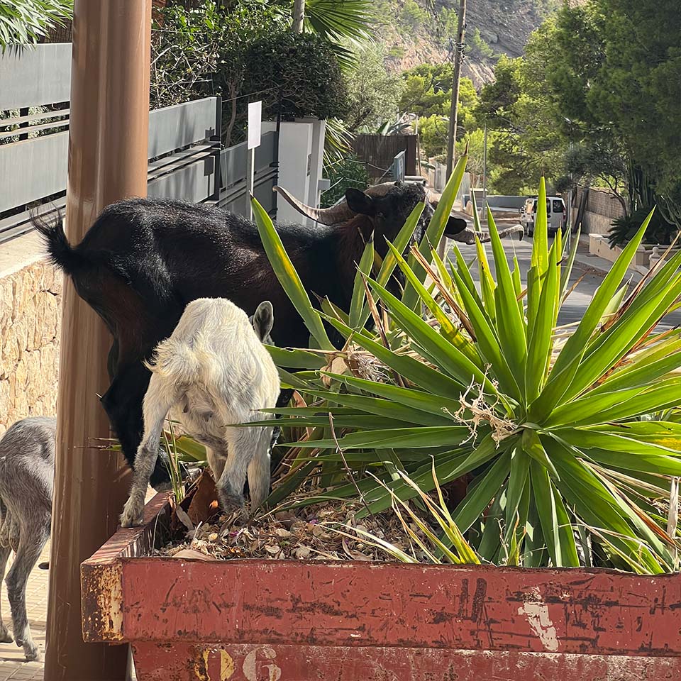 Wild goats in Port d'Andratx
