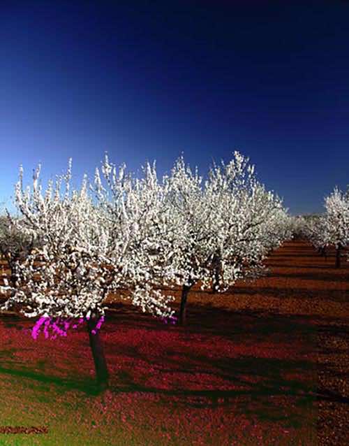 Almond tree in spring