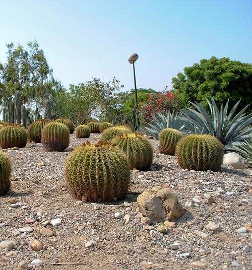 Botanicactus in Mallorca