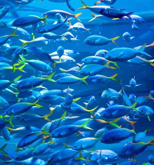 Underwater scenery, Palma Aquarium