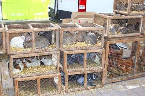 Cattle market in Sineu, Mallorca