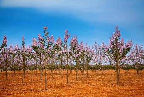 Almond trees in Mallorca
