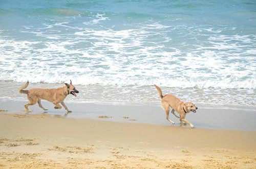 Hundestrand Mallorca