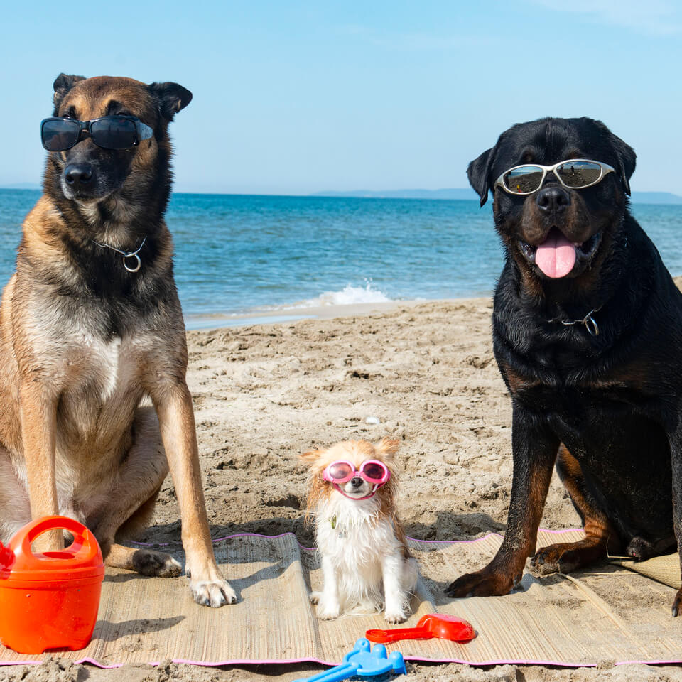 Hunde mit Sonnenbrille Mallorca