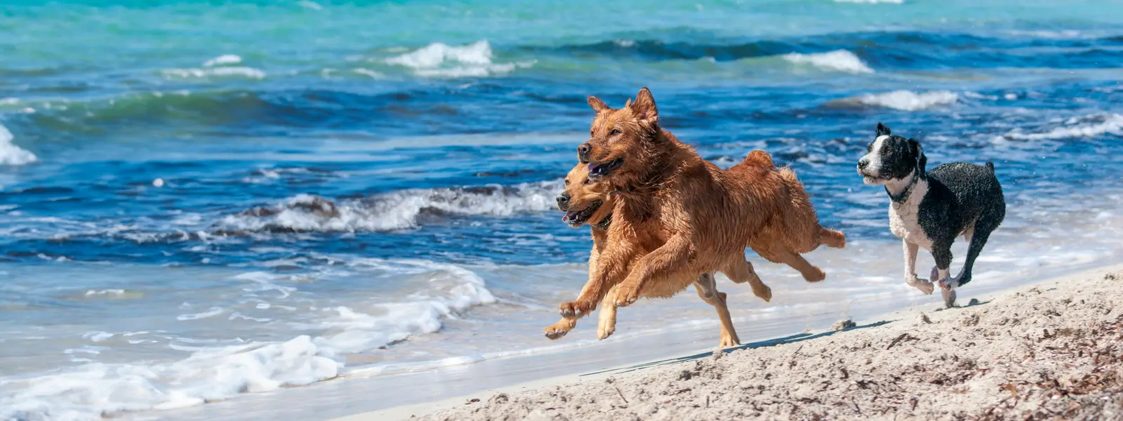 Unleash the Dog Adventure