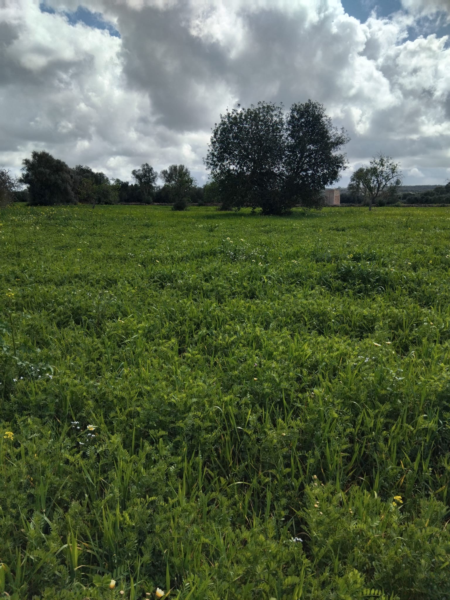 Se vende terreno no edificable en Campos  2